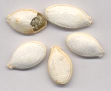 Cucurbita pepo: Unshelled pumpkin seeds (Mexico)