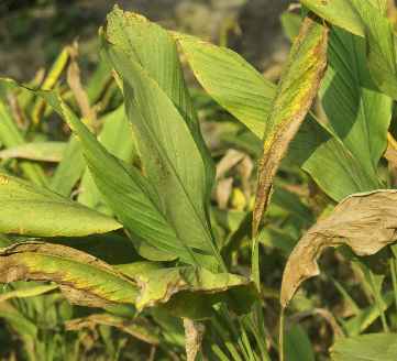 Curcuma longa: Almost ripe turmeric plants with yellow leaves