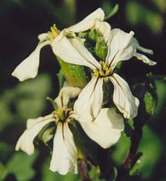 Eruca sativa: Rucola (arugula) flower