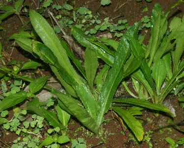 Eryngium foetidum: Mexican Coriander, sterile plant
