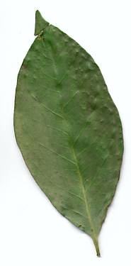 Eugenia polyantha/Syzygium polyanthum: Fresh salam leaf