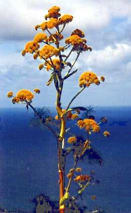 Ferula communis: Flowers of Giant Fennel