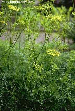 Ferula asafoetida/assa-foetida: Blühende Asantpflanze