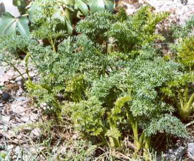 Ferula asafoetida/assa-foetida: Stinkasantpflanze