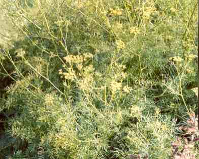 Ferula assa-foetida: Blühender Stinkasantpflanze