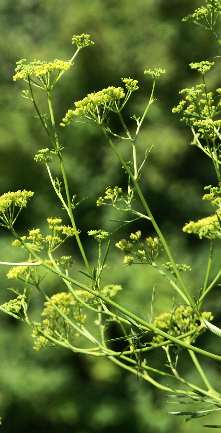 Ferula assa-foetida: Blühende Asantpflanze