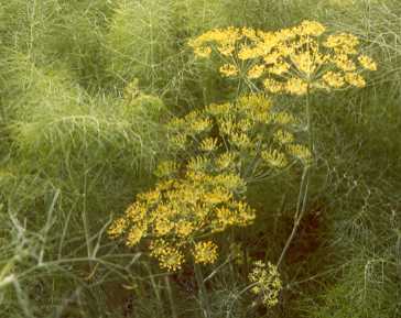 Foeniculum vulgare: Fennel with flowers
