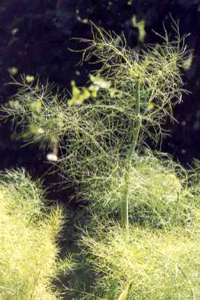 Foeniculum vulgare: Sterile fennel plant