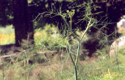 Foeniculum vulgare: Young fennel umbel