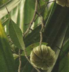 Garcinia cambogiana: Goraka-Früchte am Baum
