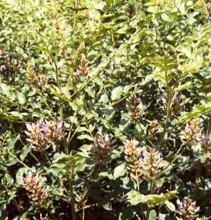 Glycyrrhiza glabra: Lakritz-Strauch in Blüte