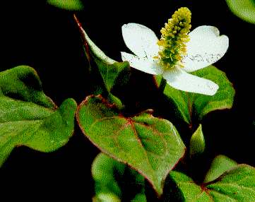 Houttuynia cordata: Chameleon plant (wild form)