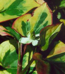 Houttuynia cordata: Chameleon plant (variegated form)