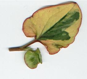 Houttuynia cordata: Variegated chameleon leaf