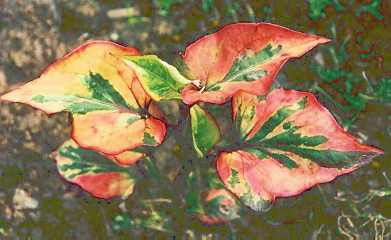 Houttuynia cordata: Sterile plant