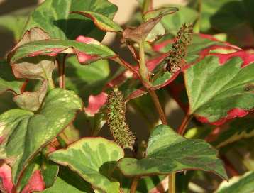Houttuynia cordata: Chameleon herb with unripe fruits