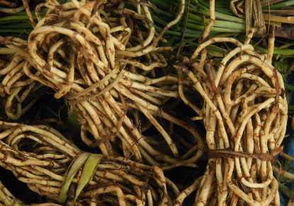 Houttuynia cordata: Wurzeln des Chamäleonpflanze (Eidechsenschwanz) auf einem Markt in Imphal, Nordostindien