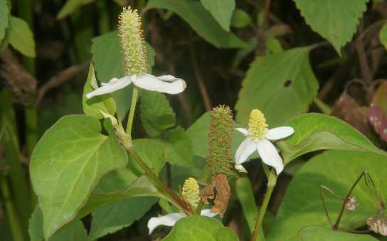 Houttuynia cordata: Wild plants with flowers, growing in Helambu area, Nepal