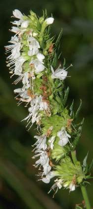 Hyssopus officinalis: White-flowered hyssop