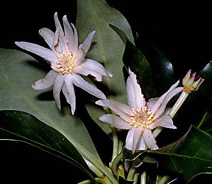 Illicium verum: Star anis with flowers