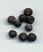 Juniperus communis: Getrocknete Wacholderfrüchte