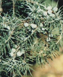 Juniperus communis: Unreife Wacholderbeeren