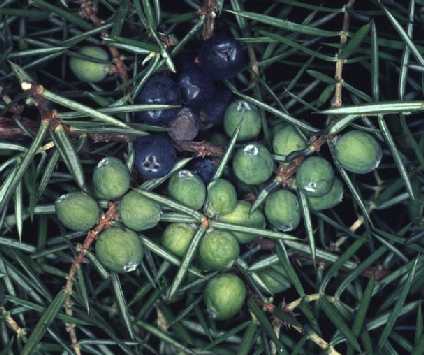 Juniperus communis: Wacholderbeeren