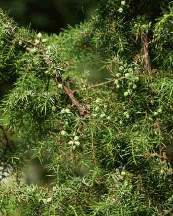 Juniperus communis: Reifende Wacholderzapfen
