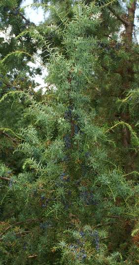 Juniperus communis: Wacholderbaum mit reifen Zapfen