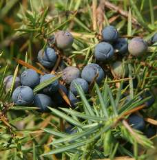 Juniperus communis: Reife Wacholderzapfen