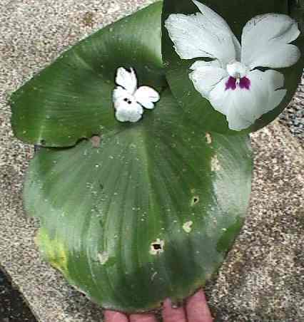 Kaempferia galanga: Lesser galanga, plant and flower