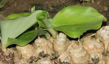Kaempferia galanga: Young plants of lesser galangale (kenchur)