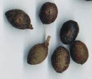 Laurus nobilis: Dried laurel fruits