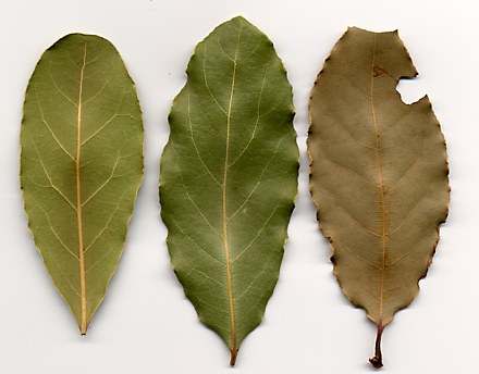 Laurus nobilis: Laurel leaves