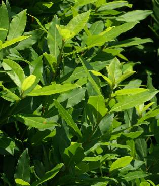 Laurus nobilis: Laurel shrub
