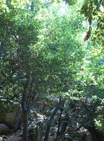Laurus nobilis: Laurel forest in Daphne (Harbiye), Turkey