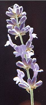 Lavandula angustifolia: Lavender (flower cluster)