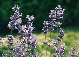 Lavandula angustifolia: Flowering lavender plants