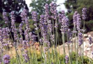 Lavandula angustifolia: Lavendelknospen