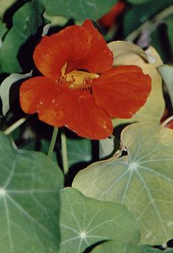 Tropaeolum majus: Nasturtium (flower and leaves)