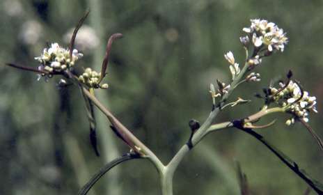 Lepidium sativum: Gartenkresse, Blüte