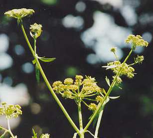 Levisticum officinale: Lovage flower clusters