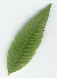 Lippia citriodora: Lemon verbena leaf