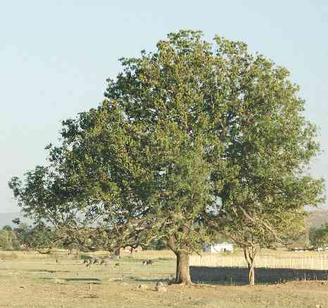 Mangifera indica: Mango tree