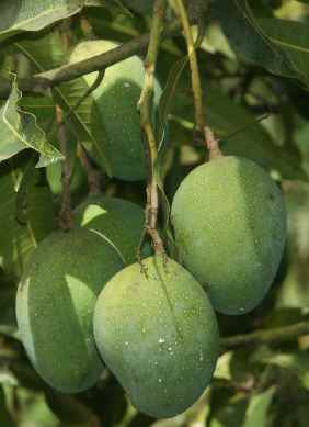 Mangifera indica: Mango infrutescence