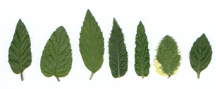 Mentha spec.: Leaves of various mints