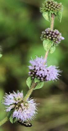 Mentha pulegium: Pennyroyal plant with flowers
