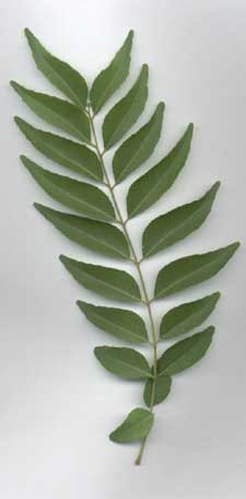 Murraya koenigii: Curry leaf
