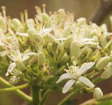 Murraya koenigii: Blüte vom Currystrauch