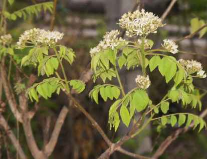 Murraya koenigii: Currybaum mit Blüten